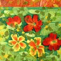 nasturtium detail